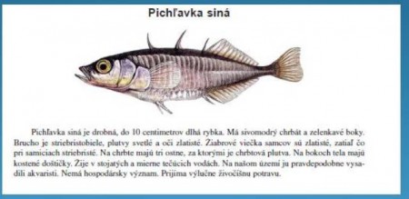 Pichľavka siná, nehájená